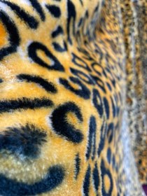 تصویر پتو دونفره تک رو گرم بالا جنس اکرولیک از برند کاندیش - پلنگی 