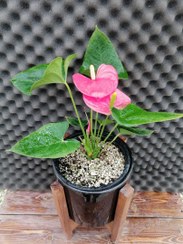 تصویر گیاه آنتوریوم Anthurium