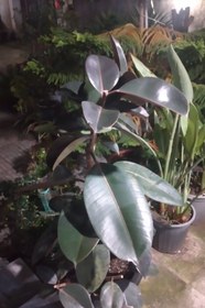 تصویر فیکوس آلستیکا بلک 