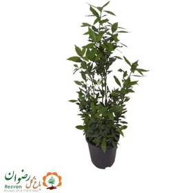تصویر گیاه برگ بو سطل 12 LN1 