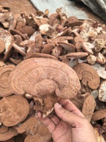 تصویر پودر قارچ گانودرما 