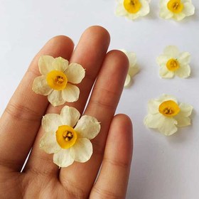 تصویر گل خشک نرگس بسته 5 عددی 