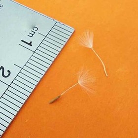 تصویر بسته قاصدک کوچک 