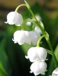 تصویر ریشه گل موگه معطر Lily of valley