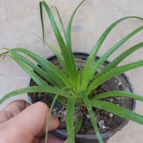 تصویر گیاه آپارتمانی هچتیا (آگاو لیندا) سایز کوچک(agave plant) 