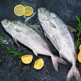 تصویر ماهی حمام 