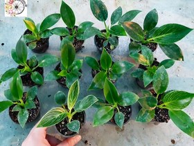 تصویر پک ۲۰ عددی فیلودندرون برکین 