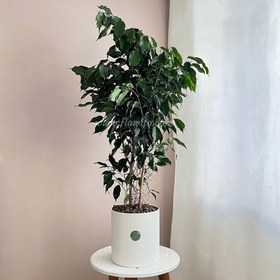 تصویر گیاه بنجامین بلک 