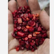 تصویر مهره سنگ مرجان طبیعی چیپسی سایز متوسط دفرمه راف تراش نخورده 