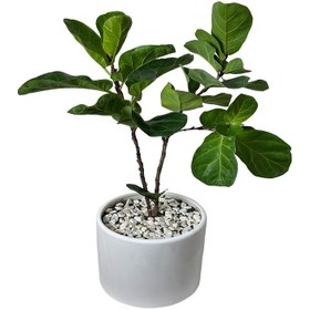 تصویر فیکوس لیراتا کد FL4040-113 