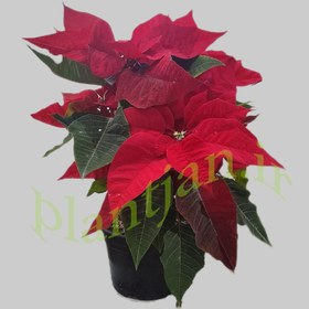 تصویر گیاه بنت قنسول 