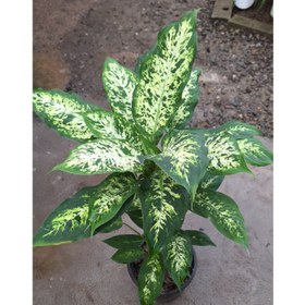 تصویر دیفن روسی تنه دار 