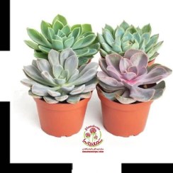 تصویر خرید پک ساکولنت در گلدان سفالی رنگی (۴ تایی) + تضمین کیفیت 