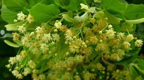 تصویر عسل درخت نمدار - یک کیلو Salad Burnet Honey