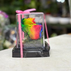 تصویر رز جاودان هفت رنگ 