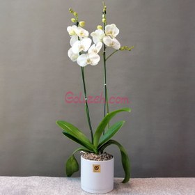 تصویر گل ارکیده سفید گلیزه 