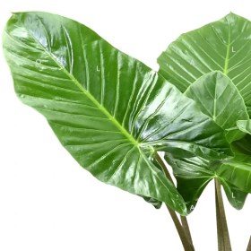 تصویر بابا آدم 