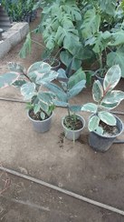 تصویر گل آپارتمانی...انواع فیکوس ارزان قیمت 