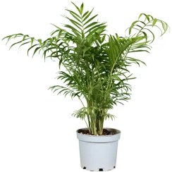 تصویر نخل شامادورا 