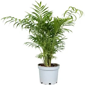 تصویر نخل شامادورا 