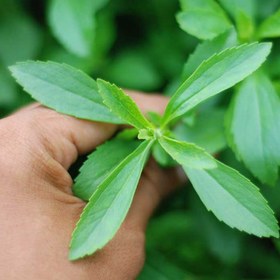 تصویر نهال گیاه استویا Stevia plant