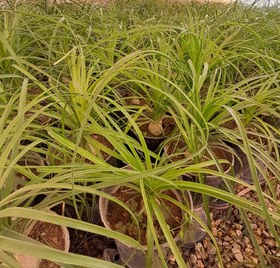 تصویر گل لیندا 