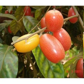 تصویر نهال سنجد ژاپنی 