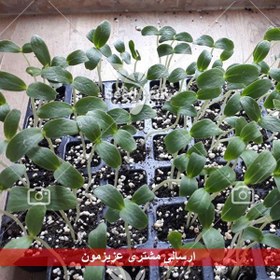 تصویر بذر خیار درختی پربار – Cucumber F1 