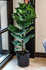 تصویر نهال گل فیکوس Ficus ornamental flower