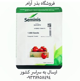 تصویر بذر گوجه سیمنس seminis SV4129TH