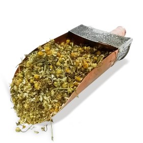 تصویر بابونه شیرازی 