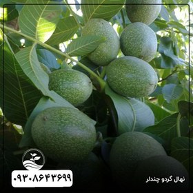 تصویر گردو چندلر پیوندی 