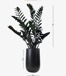 تصویر زاموفیلیا سوپر بلک تایلندی سایز ۸۰ سانتی با گلدان لوکس 