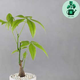 تصویر پاچیرا 