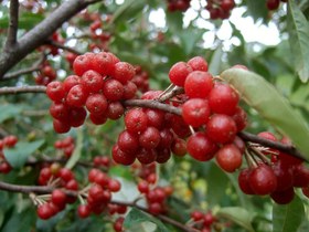 تصویر نهال سیلوربری (انگور ژاپنی) ۲ ساله Silverberry plant