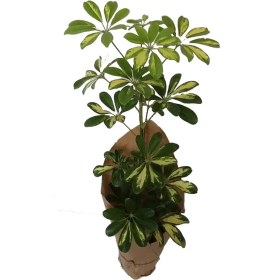 تصویر شفلرا ابلق 