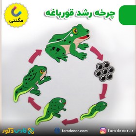 تصویر چرخه رشد قورباغه نمدی مگنتی 