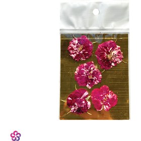 تصویر گل خشک ساناز 