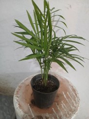 تصویر گل آپارتمانی شامادورا سایز گلدان ۱۴ 