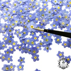 تصویر گل خشک پرسی وارداتی فراموشم نکن 