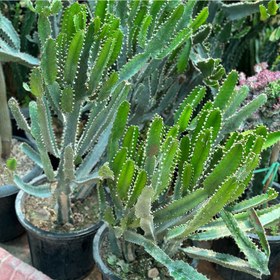 تصویر گیاه افوربیا اره ایی 