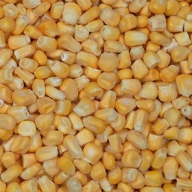 تصویر ذرة مجمدة بهفرين (کپی) 