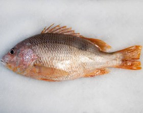 تصویر ماهی سرخو محلی 