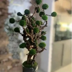 تصویر درخت جاویدان (6) 