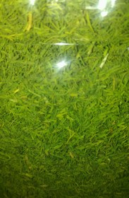 تصویر شوید شوید پفکی 200گرمی