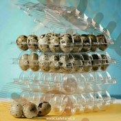 تصویر ظرف تخم بلدرچین ۲۵ عددی 