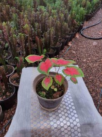 تصویر محصول: کالادیوم 