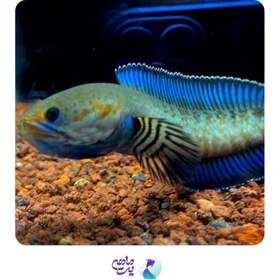 تصویر چانا آندرا سایز ۴ تا ۵ سانت 