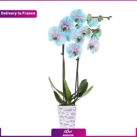 تصویر گل ارکیده (Delivery to France) 
