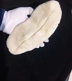 تصویر کلسیت سایز بزرگ 